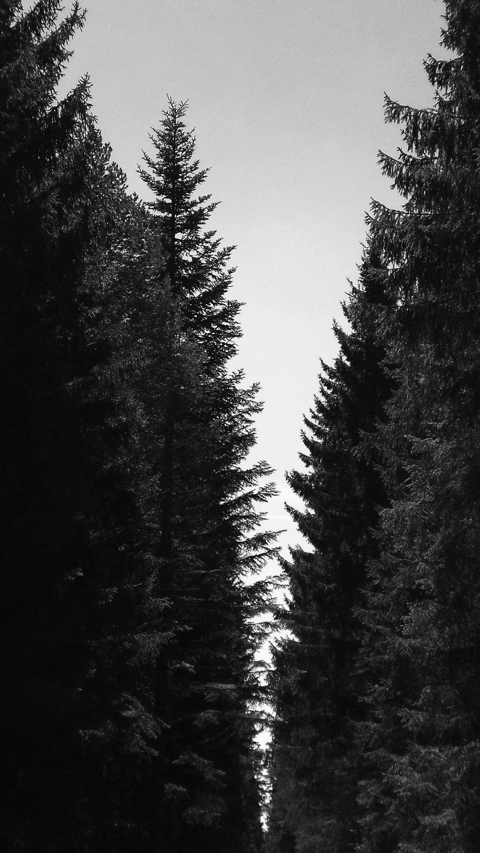 Wald, Natur Wald, Natur